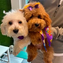 A happy, freshly groomed dog at PetSpa Miami