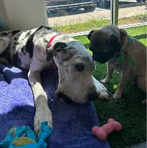 Dogs socializing at PetSpa day care