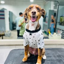 Healthy, happy dog after dental cleaning at PetSpa Miami