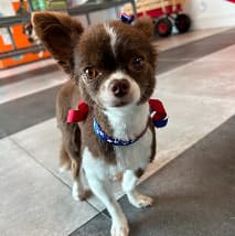 Happy dog at PetSpa Miami boarding