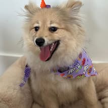 Deluxe Suite at PetSpa Miami pet hotel
