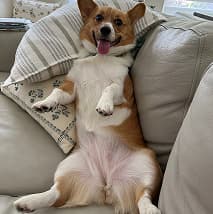 Presidential Suite at PetSpa Miami pet hotel