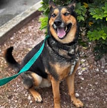 Standard Cozy Suite at PetSpa Miami pet hotel