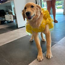 Cozy pet boarding suite at PetSpa Miami