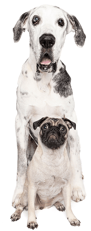Great Dane and pug at PetSpa Miami Doral