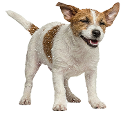 Freshly groomed Jack Russell terrier at PetSpa Miami Doral